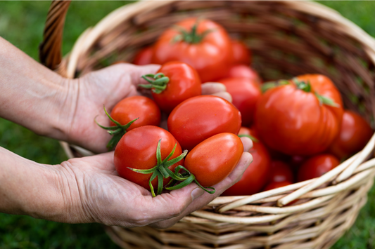 Garden tomatoes in a harvest basket