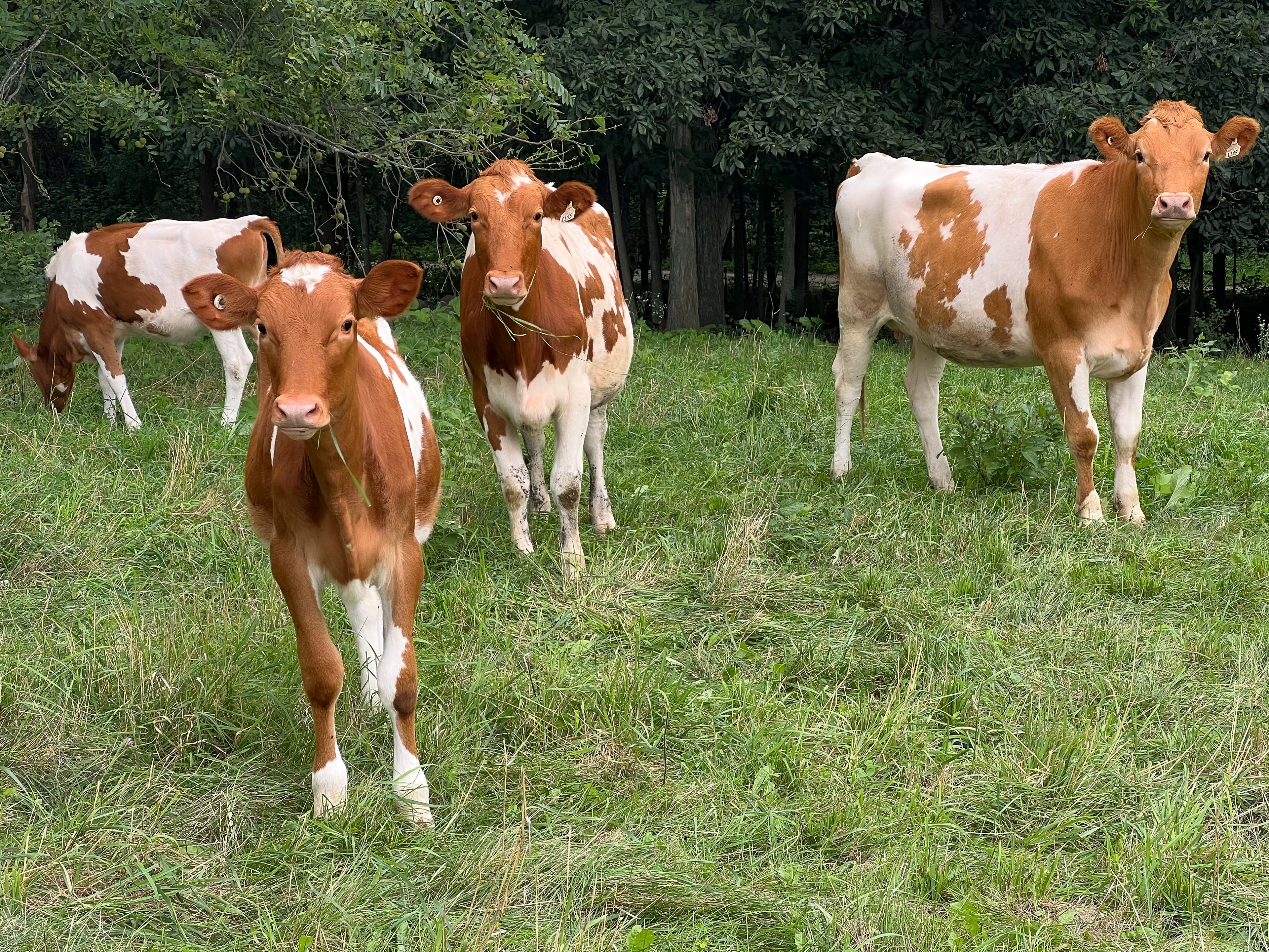 Four Guernsey heifers on pasture