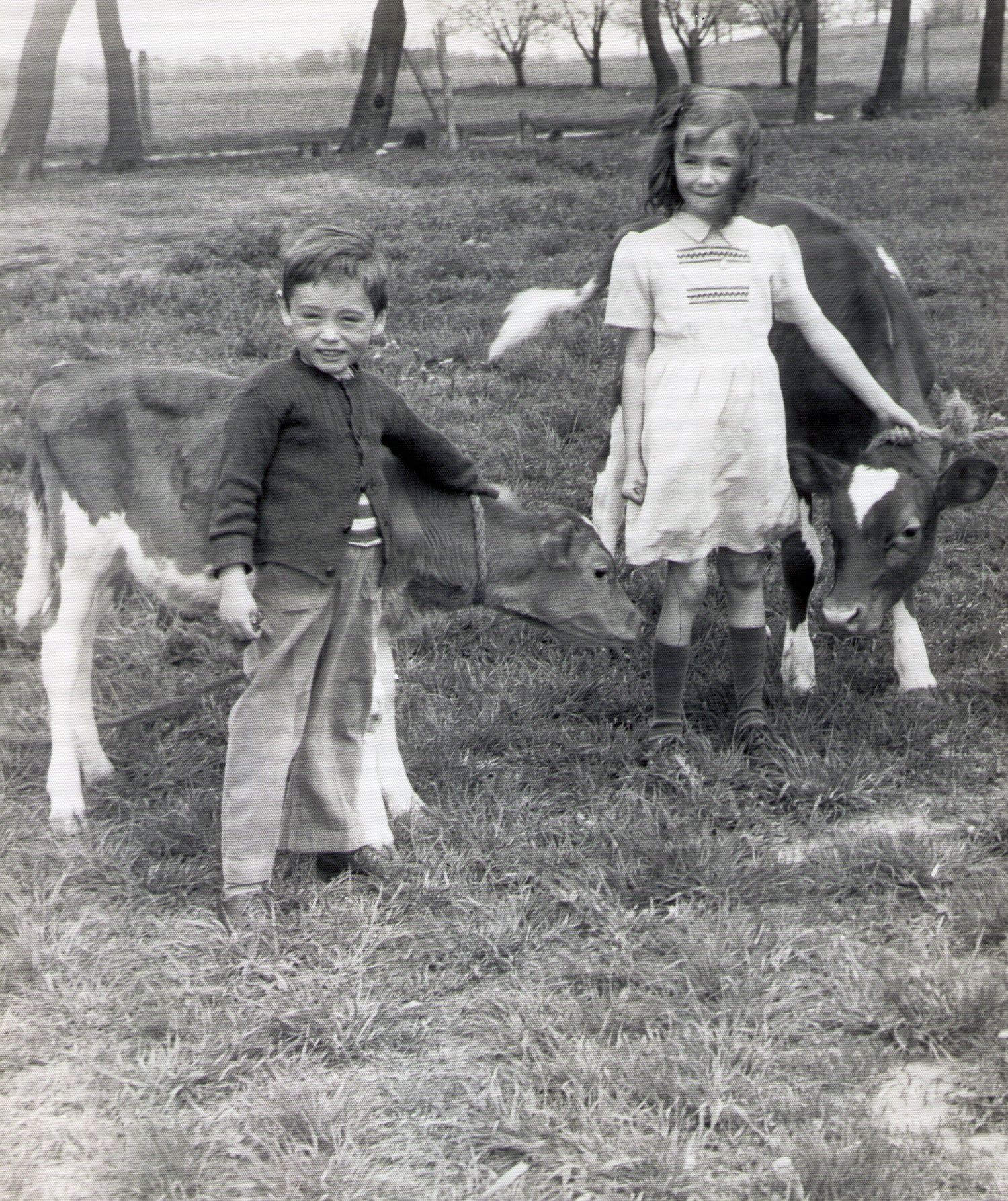 Bill Orchard and Kathryn Orchard Morrow with their Guernsey calves